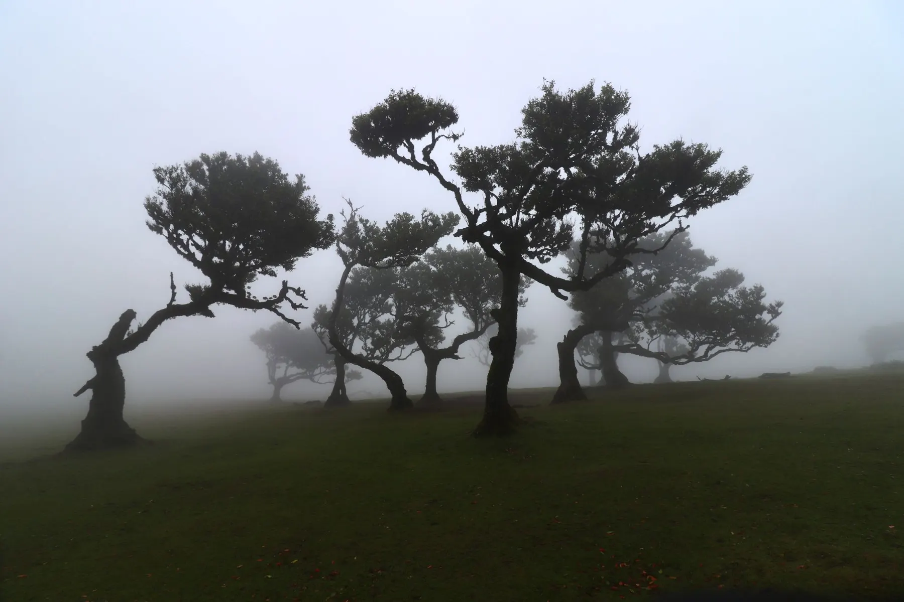 Fanal Laurel Forest · Ancient til trees in the fog