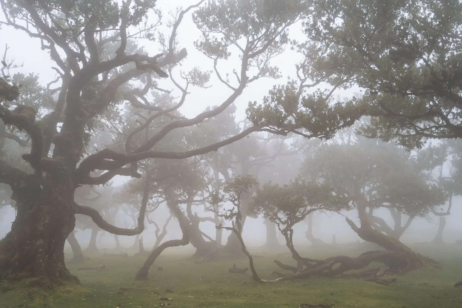Madeira