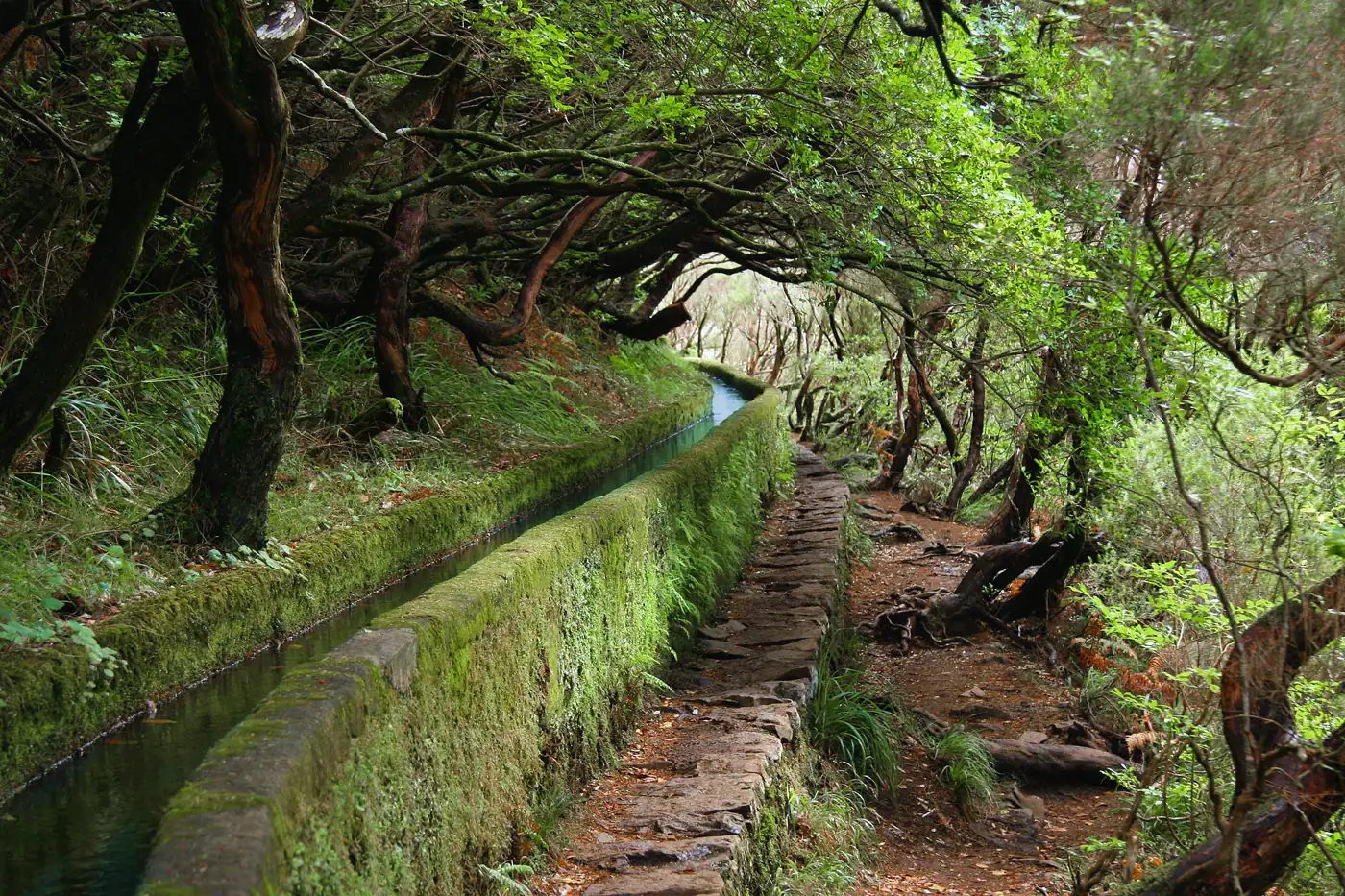 Levada das 25 Fontes · 5