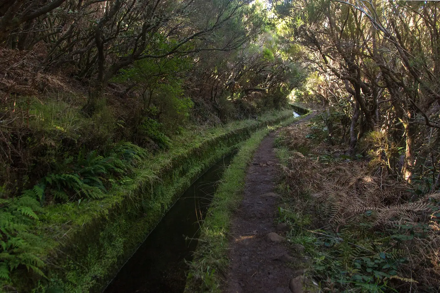 Levada do Alecrim · 4