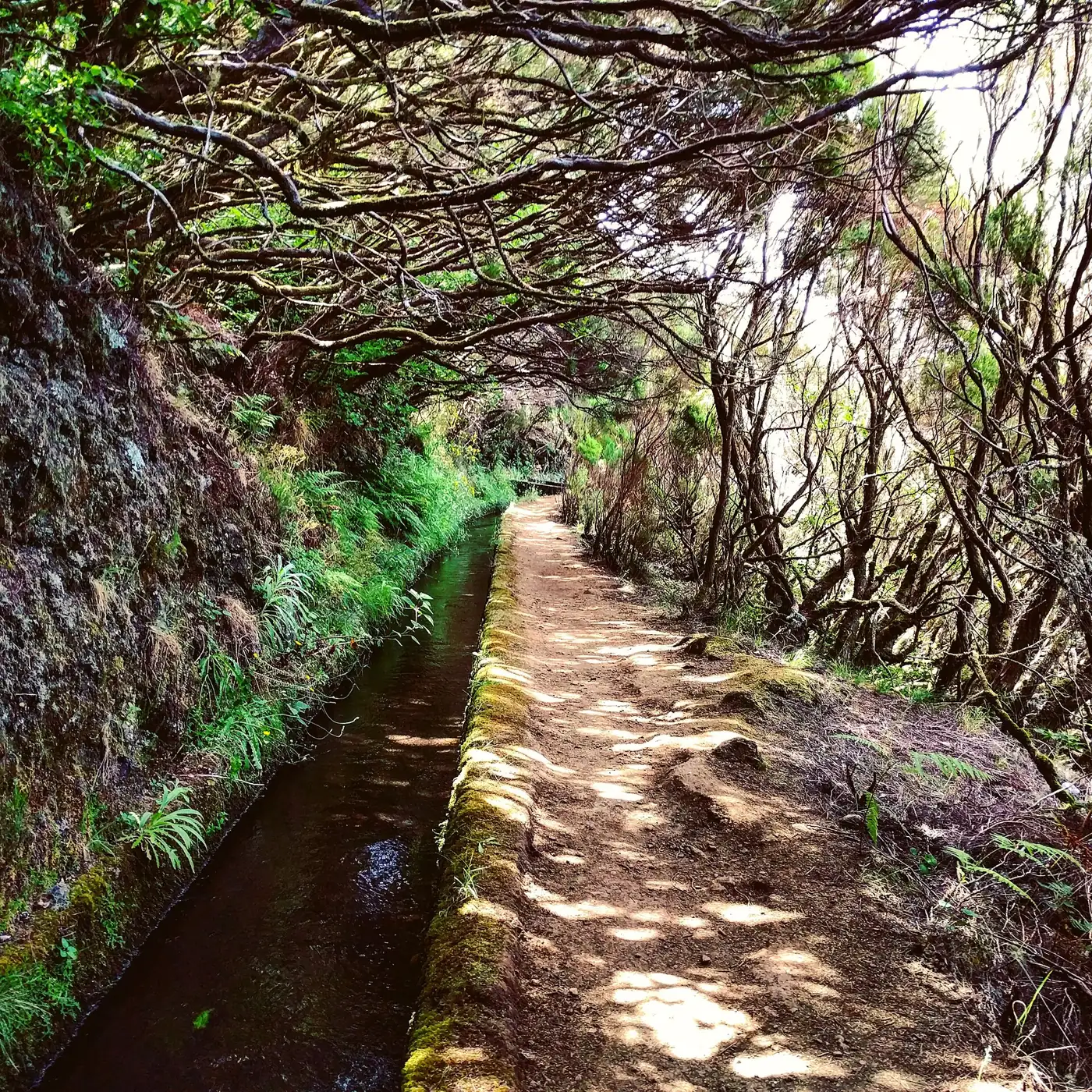 Levada do Alecrim · 5