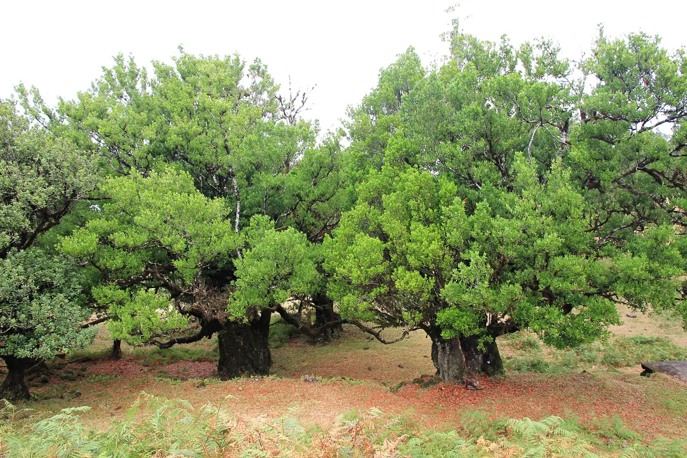 Vereda da Palha Carga · 2