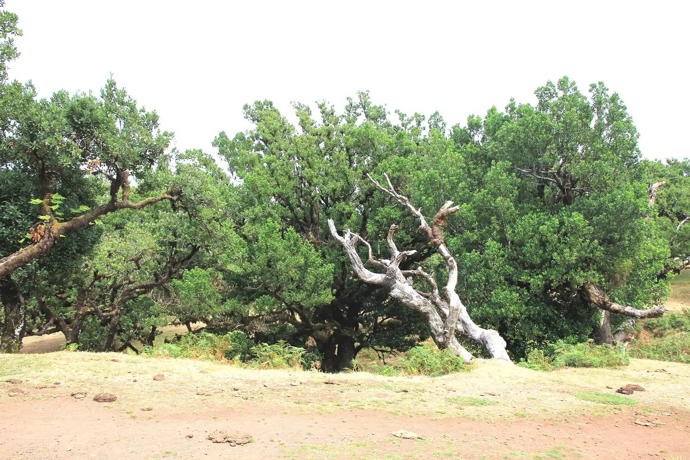 Vereda da Palha Carga · 3