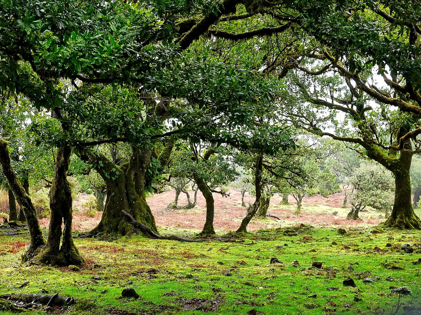 Vereda da Palha Carga · 4