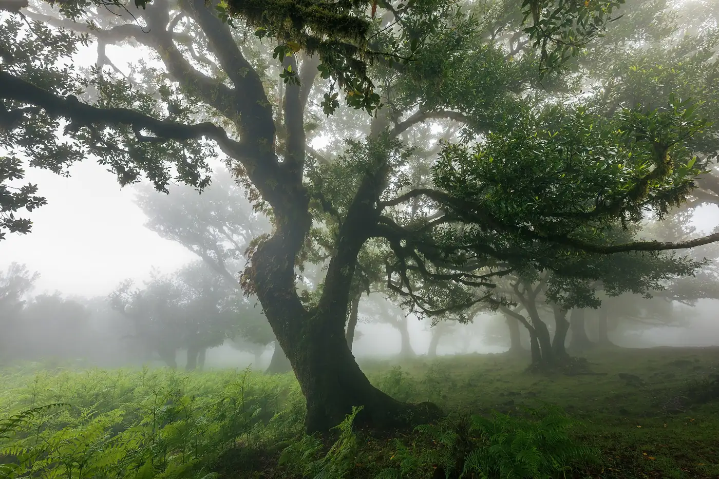 Vereda da Palha Carga · 5