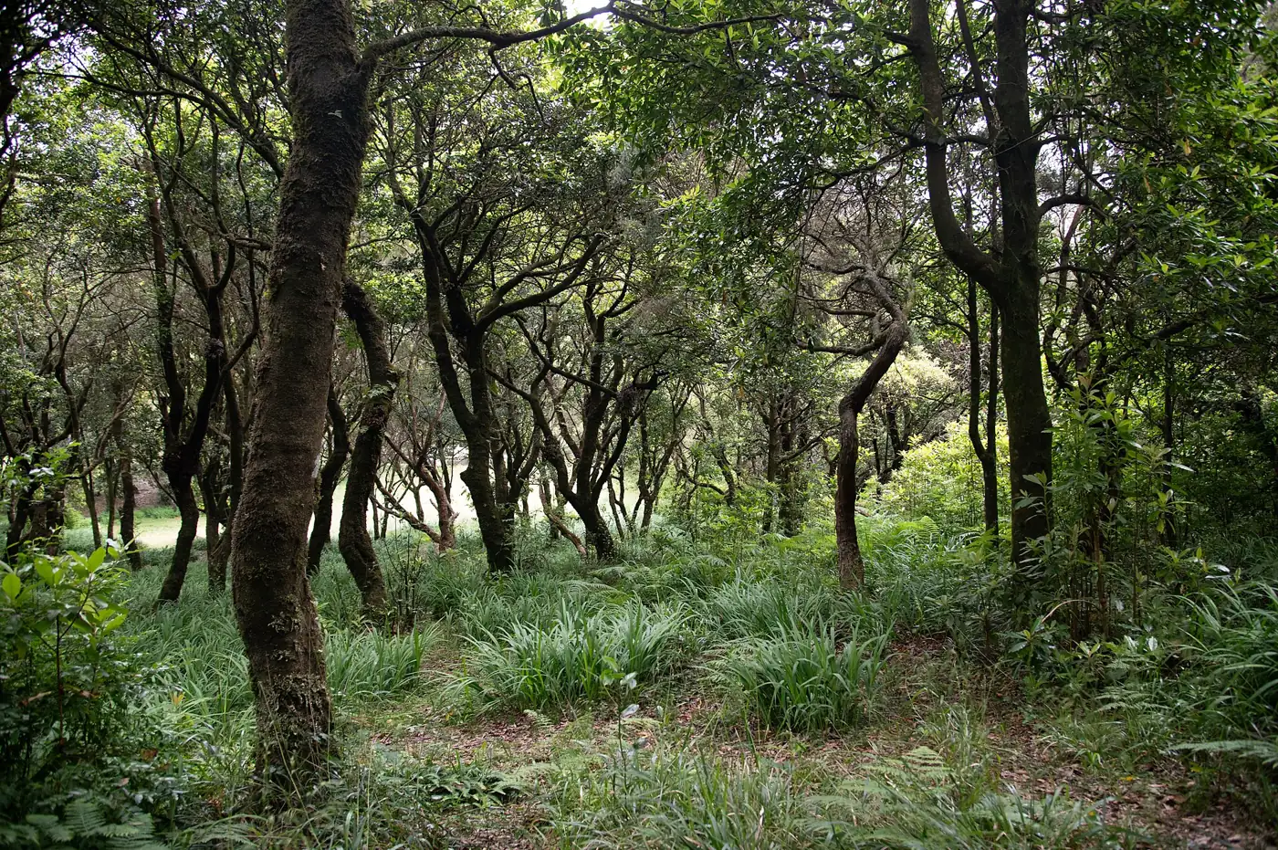 Vereda do Chão dos Louros · 2