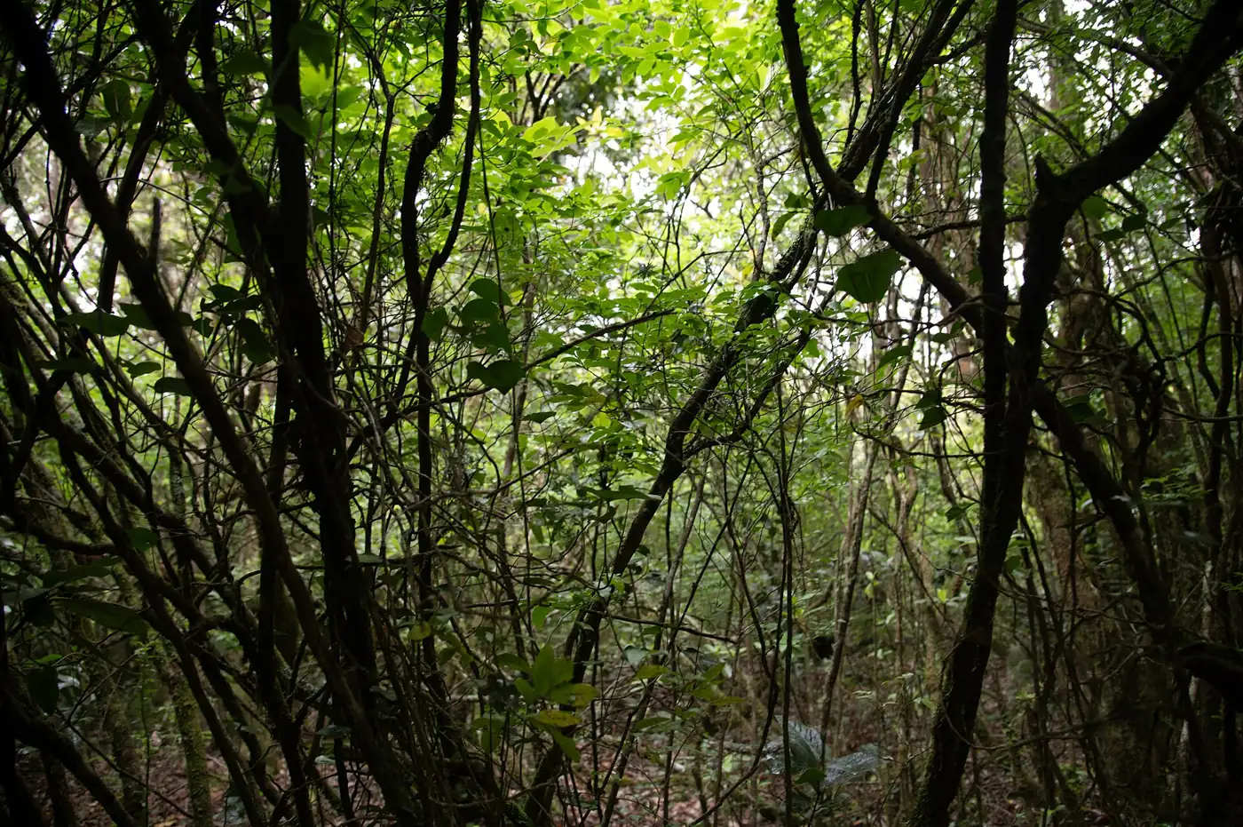 Vereda do Chão dos Louros · 3