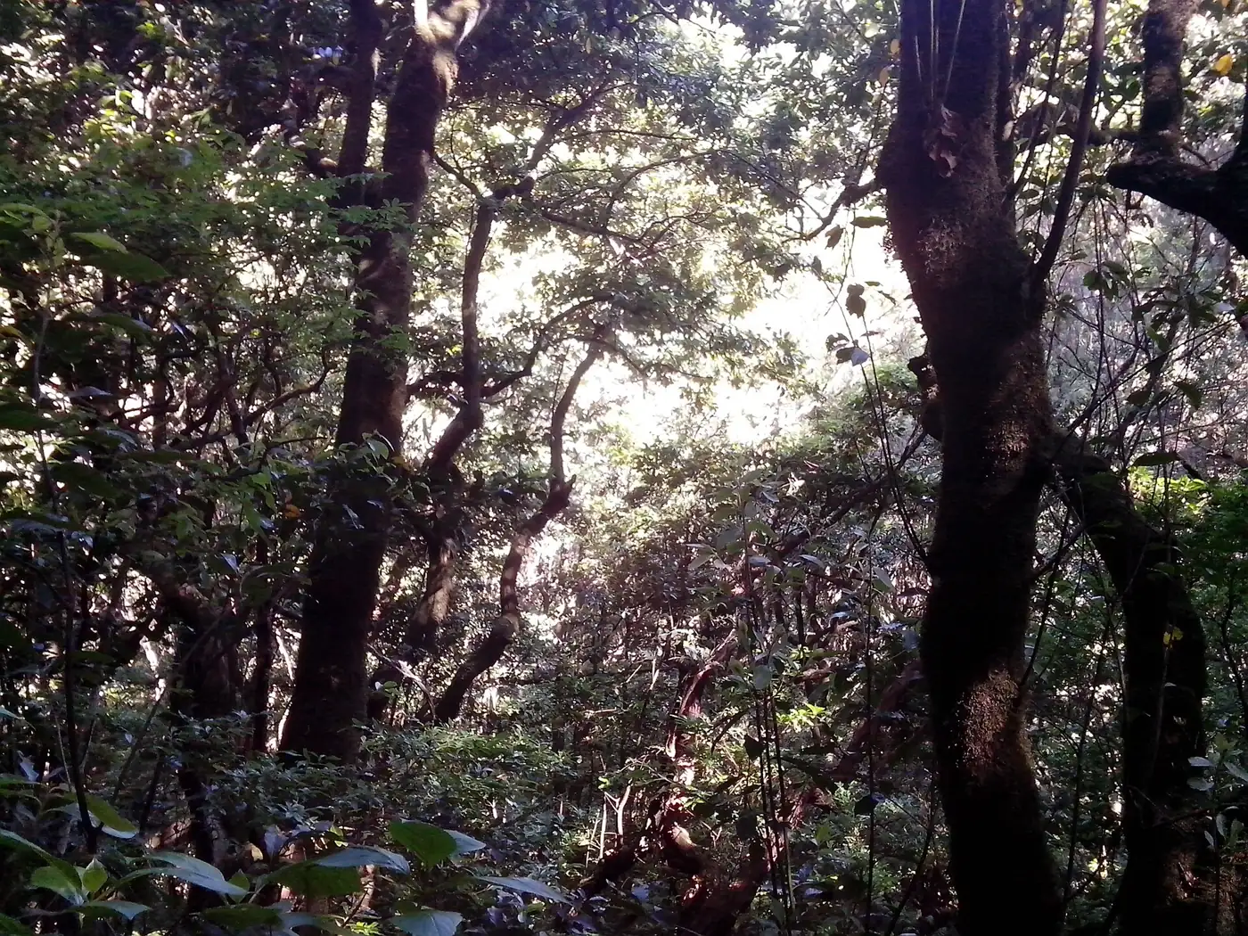 Pico das Pedras · 3