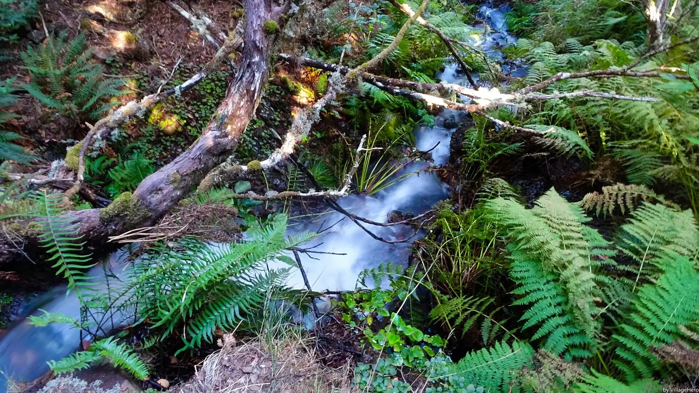 Levada do Alecrim