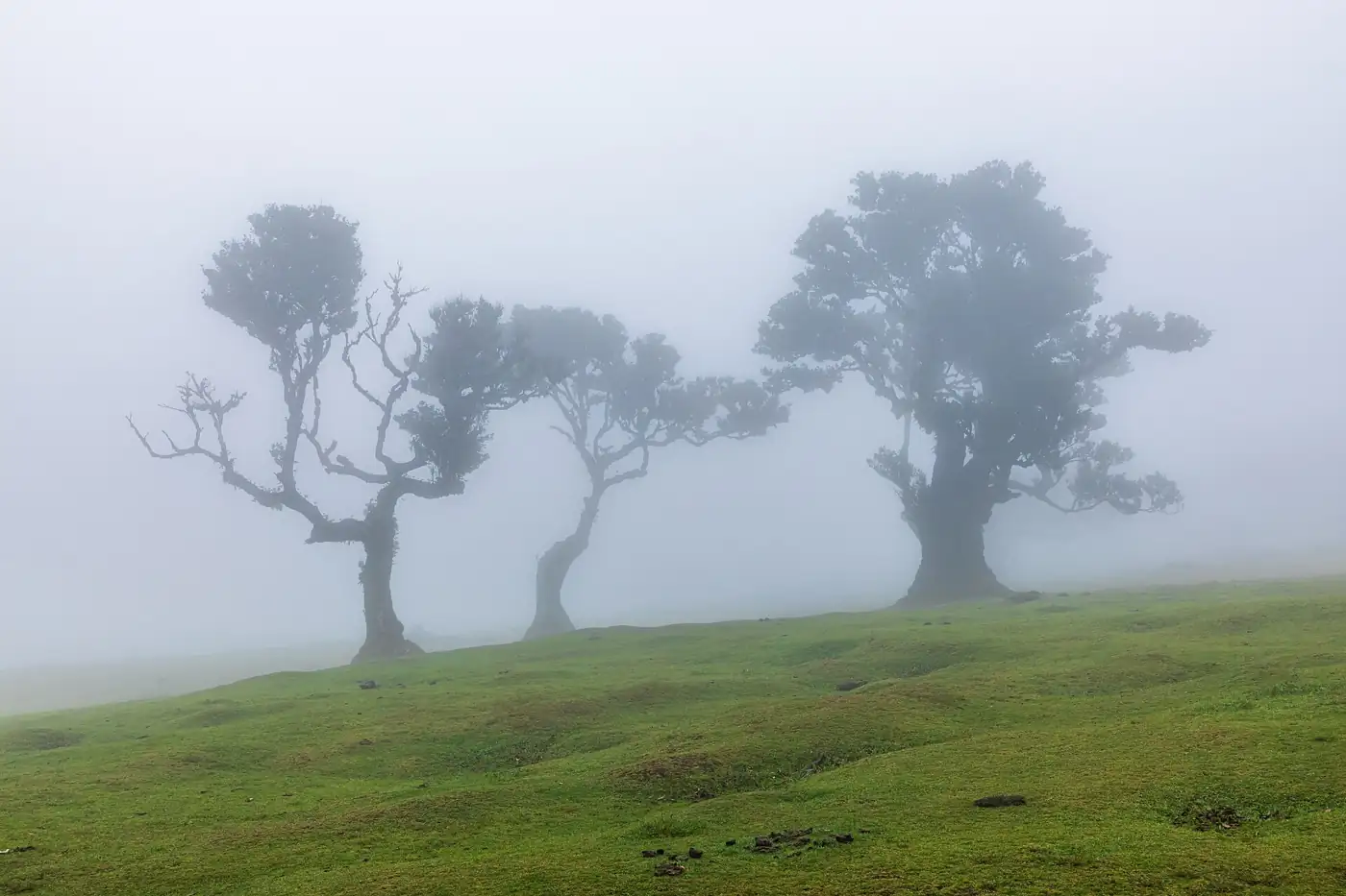 Levada dos Cedros