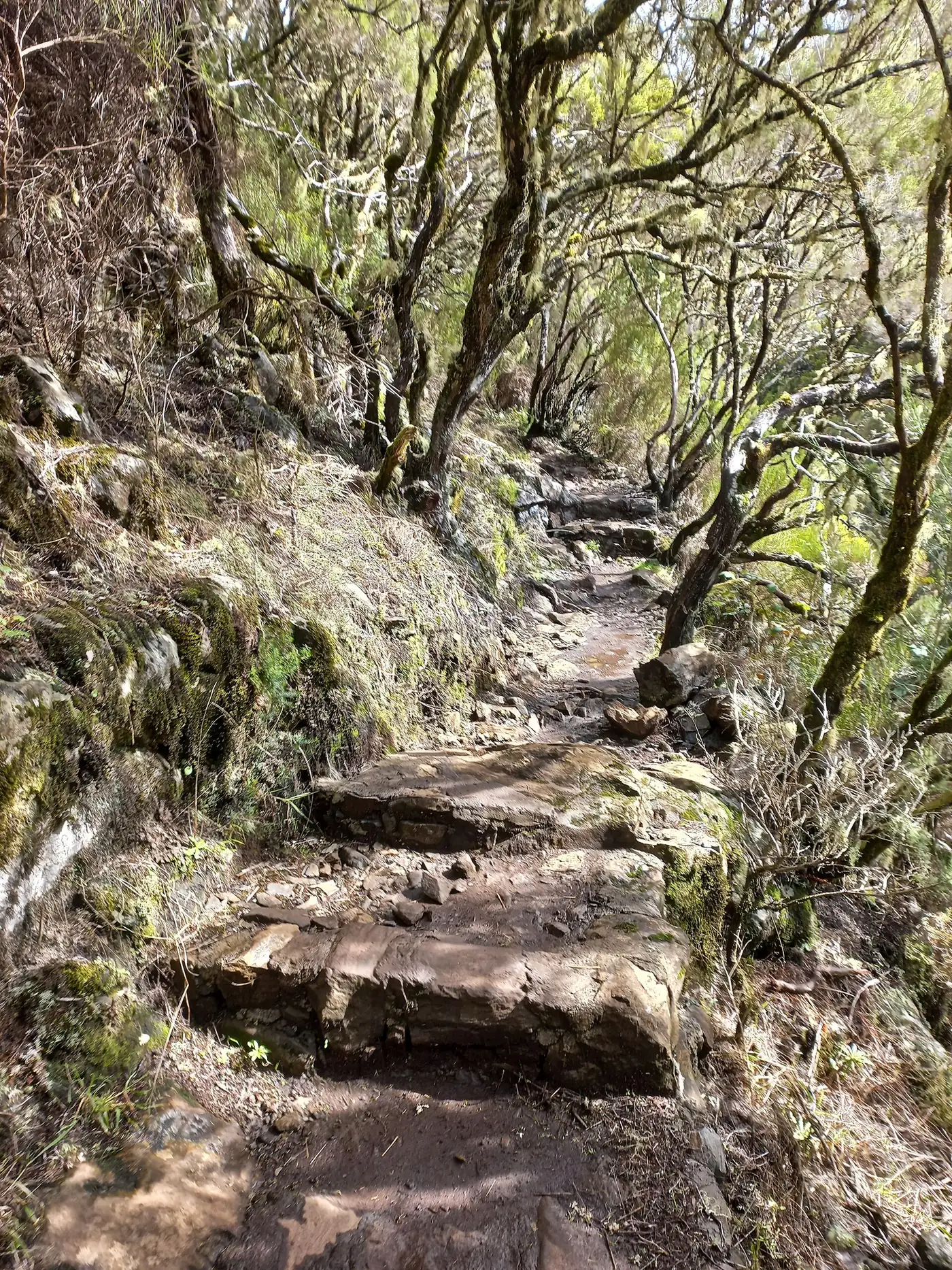 Vereda do Pico Fernandes