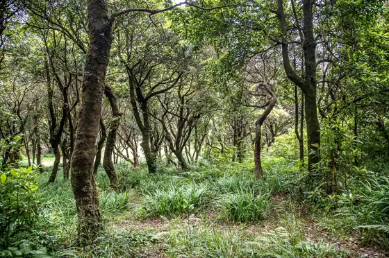 Chão dos Louros