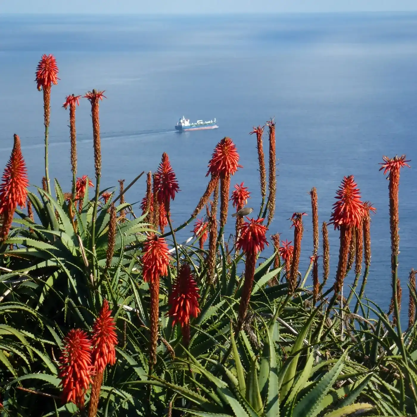 Pico do Facho