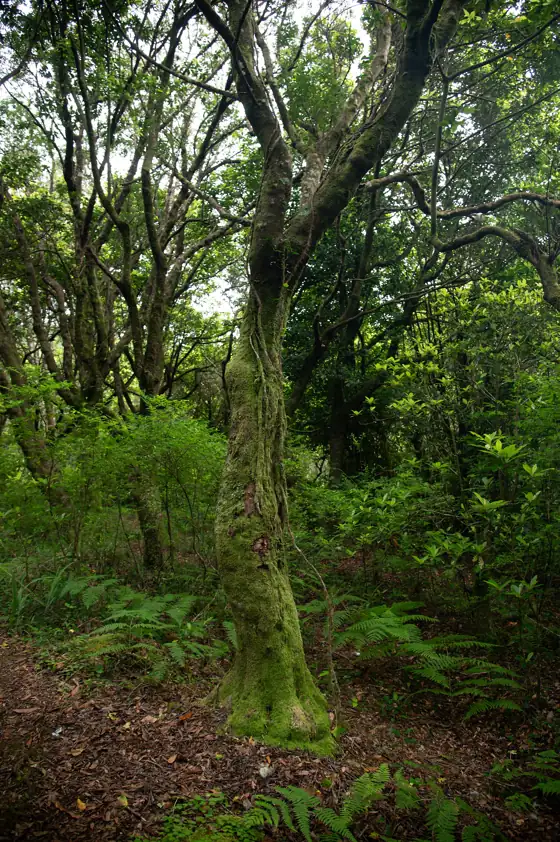 Chão dos Louros